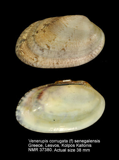 Venerupis corrugata (f) senegalensis.jpg - Venerupis corrugata (f) senegalensis(Gmelin,1791)